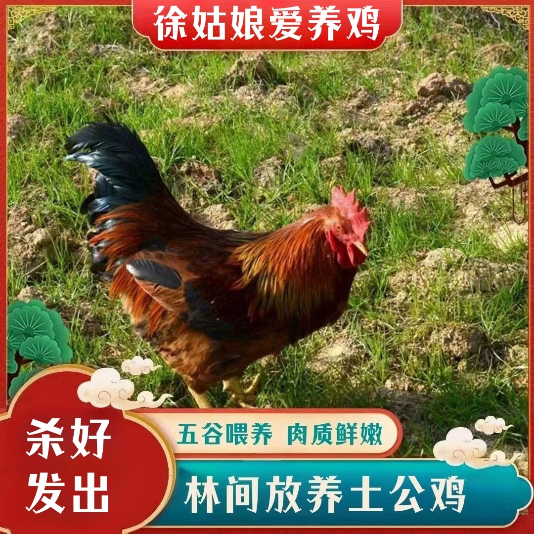 放养土公鸡 仔公鸡 4只毛重13斤  净重共8-9斤  带内脏