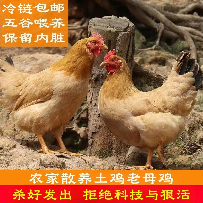 【草帽哥5】放养土鸡老母鸡 拍一发二  2只净重共4斤带内脏杀好发货
