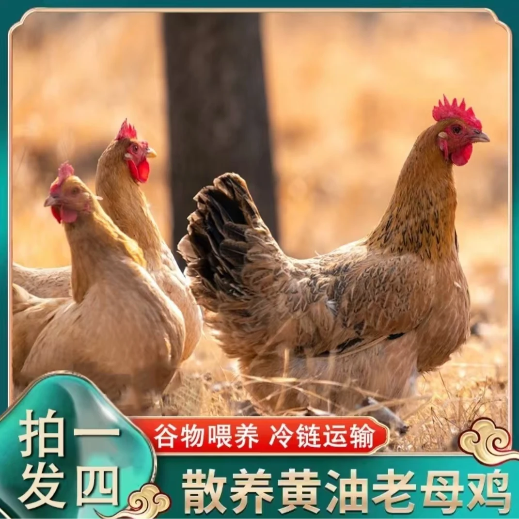 【燕子家】林间放养土鸡老母鸡 4只净重共8斤 带内脏