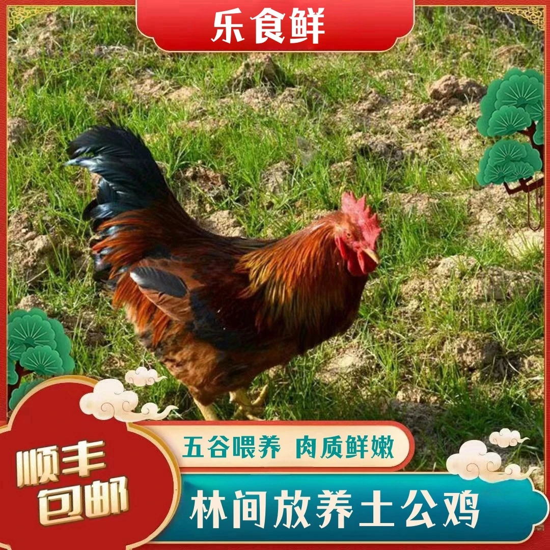 【繁子家】林间放养土公鸡仔公鸡   拍一发四  净重共8.4斤