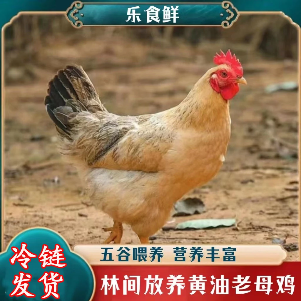 【阿涛家】放养土鸡老母鸡 4只毛重12斤 净重共8斤杀好发货 带内脏