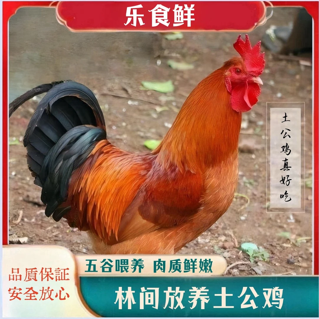 【农家】林间放养土公鸡  发二只  2只净重共6斤  带内脏