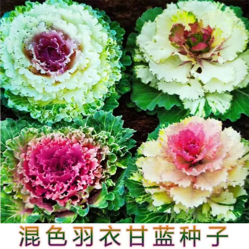 混色羽衣甘蓝种子四季阳台花卉种子甘蓝种籽秋冬季蔬菜种子大新型