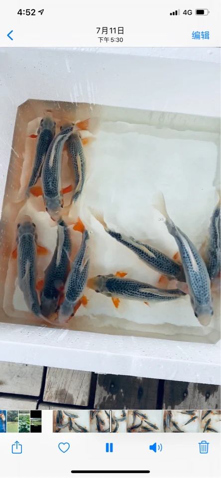 诚太郎浅黄锦鲤包母鱼1尾