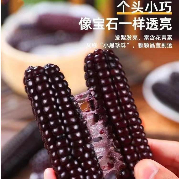 (紫糯拇指玉米)云南西双版纳+直发新鲜紫糯拇指玉米香甜拉丝饱满