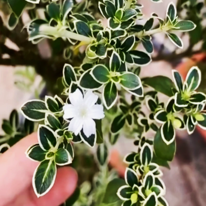 金边六月雪悬崖绿植盆栽盆景好养室内外