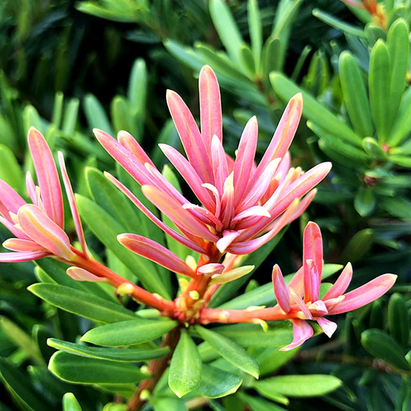 海岛紫芽真趣金松罗汉松盆景栽名贵发财大型绿植物室内老桩花卉树