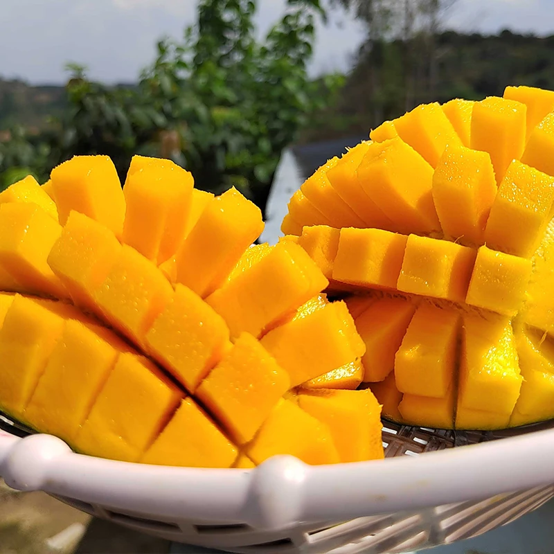 9斤攀枝花凯特芒果新鲜水果5斤当季整箱包邮特大青芒10礼盒四川