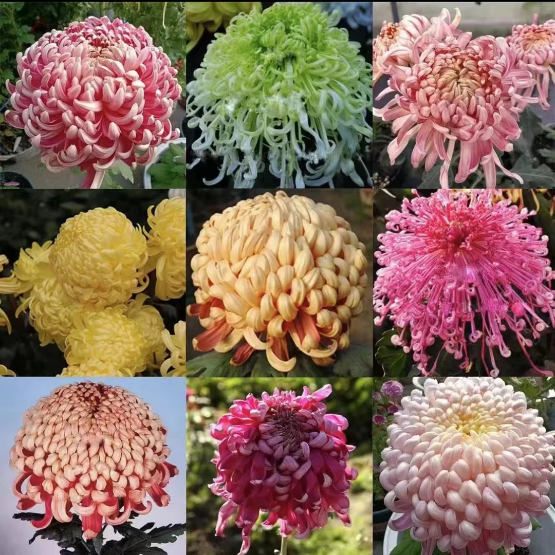 【品种菊花苗】四季开花多年生盆栽地栽阳台庭院花卉绿植