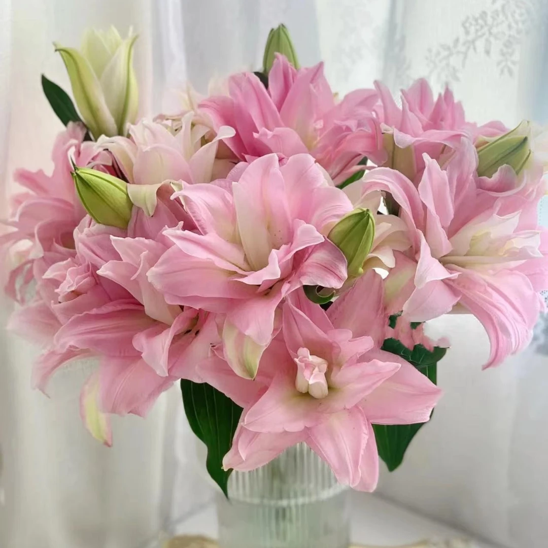 【初見·百合苑】蜜糖水晶 重瓣百合云南轻奢养护家居漂亮完美鲜切花