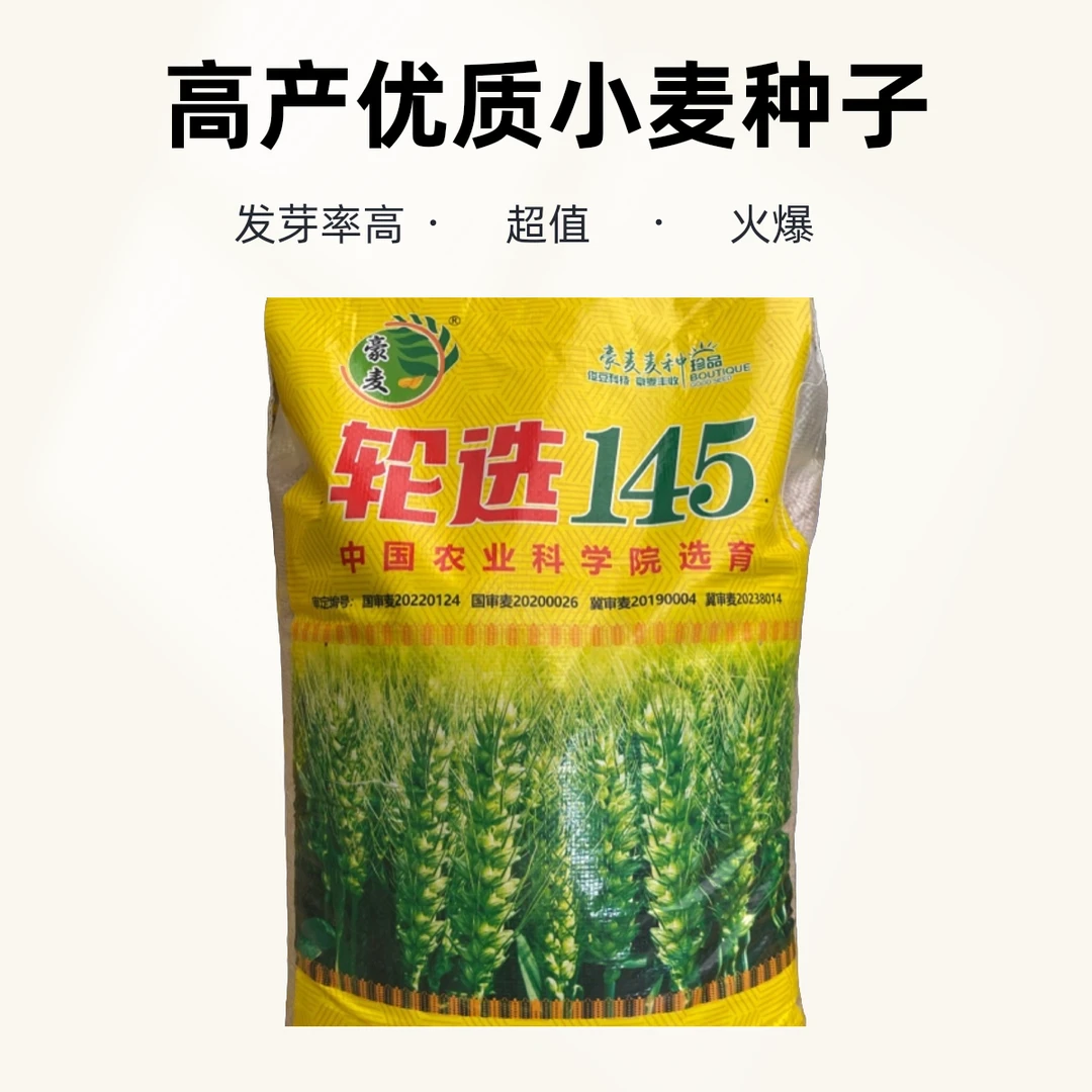 抗冻高产双国审轮选145小麦种