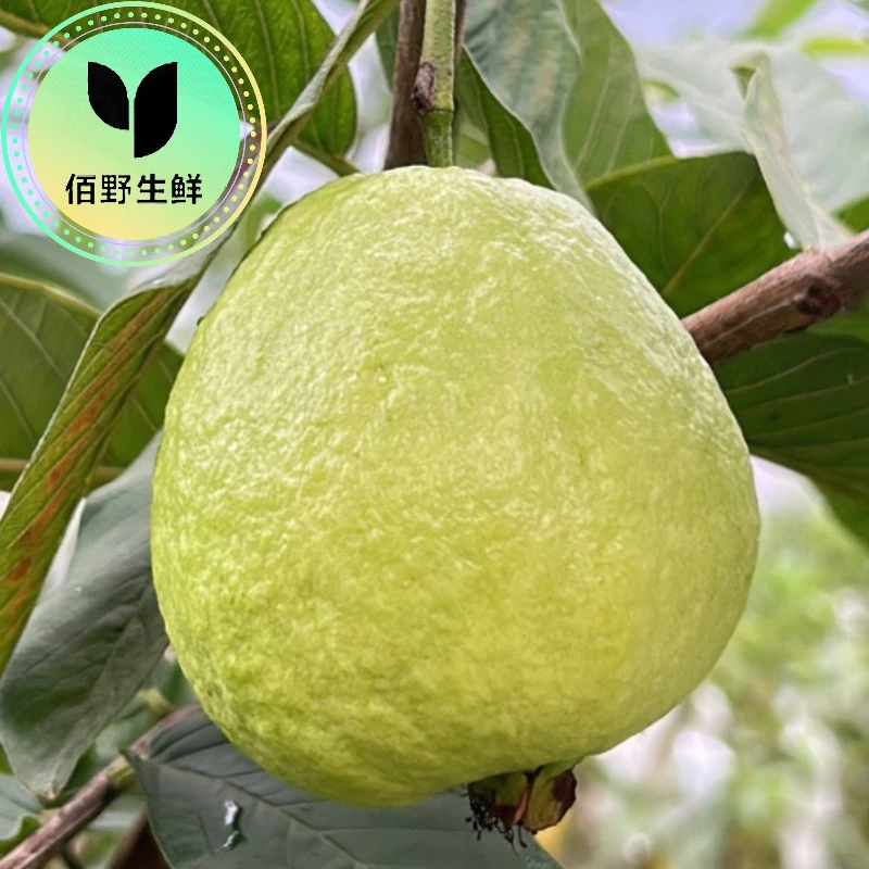 南方老树果白心奶油软糯芭乐低糖清甜脆口新鲜芭乐热带水果