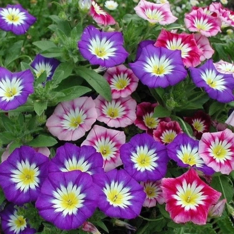 【三色旋花种子】垂吊喇叭花种籽春夏播种耐热阳台盆栽室外易种