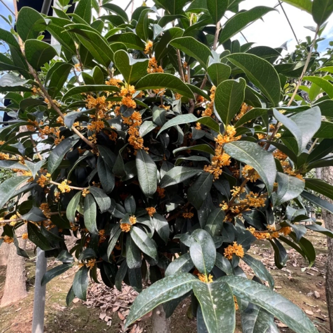 精品观赏桂花盆景