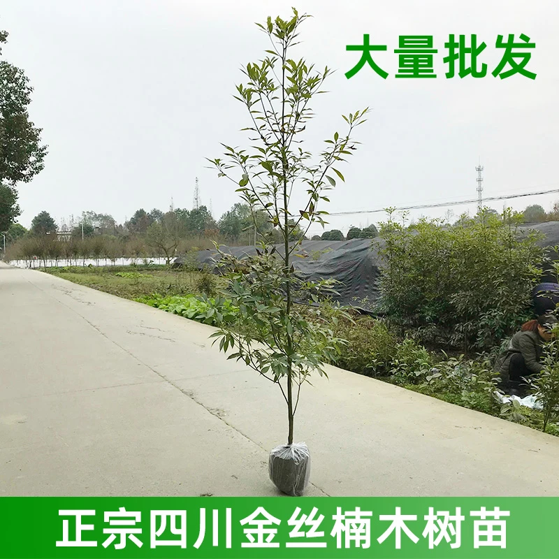 正宗四川金丝楠木树苗小叶桢楠大树珍惜品种名贵庭院