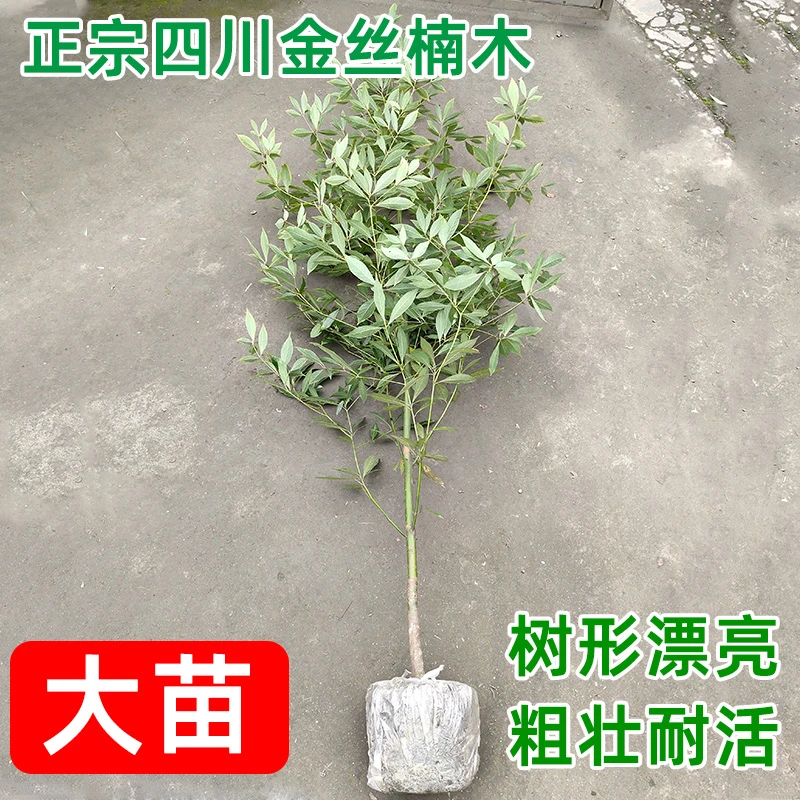 <大苗>正宗四川金丝楠木树苗小叶桢楠珍贵品种