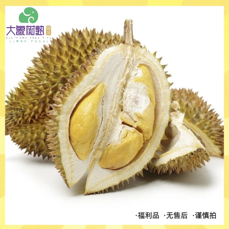 【宁波鄞州】福利品 无售后 谨慎拍 金枕榴莲 宁波小时达【大象树熟榴莲】