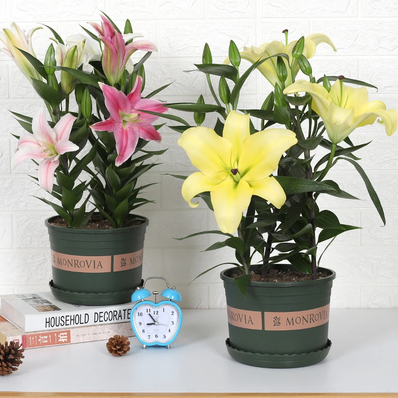 百合花盆栽四季开花香水百合种球带芽花卉植物室内花室外易活花种