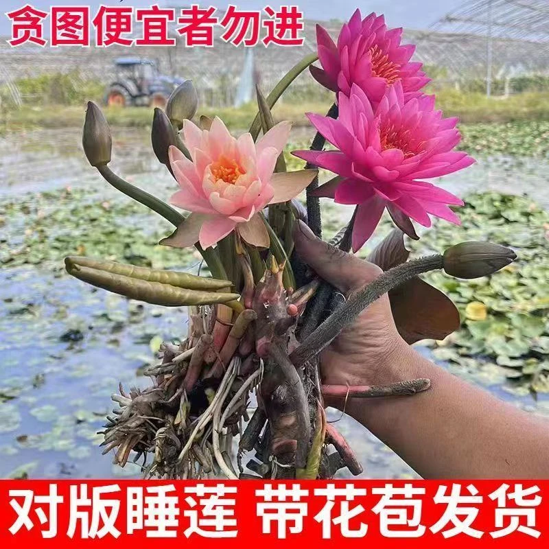 睡莲带芽发货睡莲根块当年开花阳台庭院种植水培植物送肥料