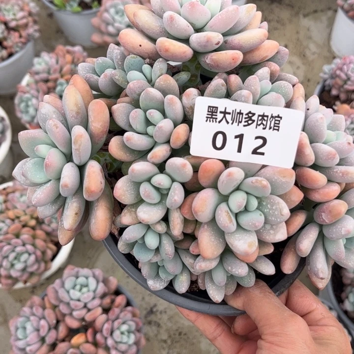 黑大帅多肉12洛神