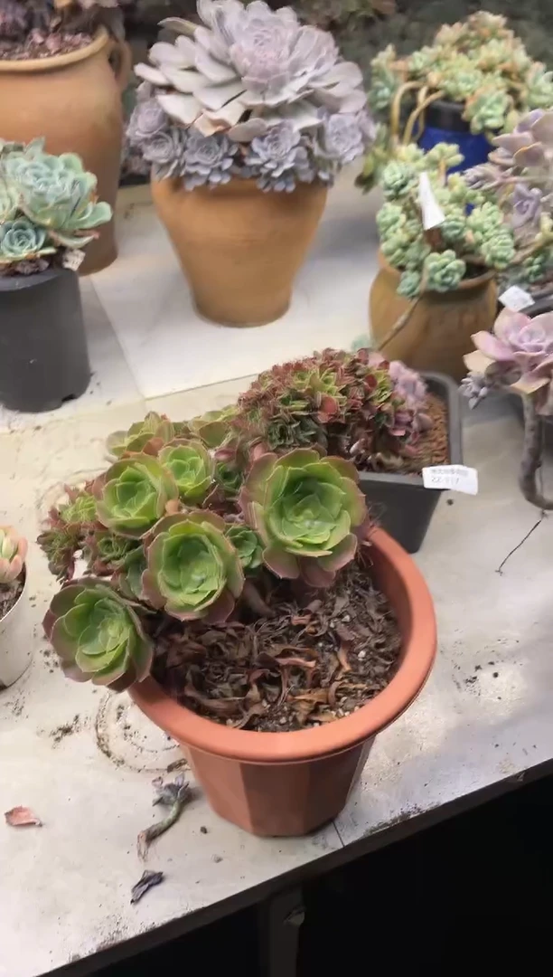 【闪购商品】118法师