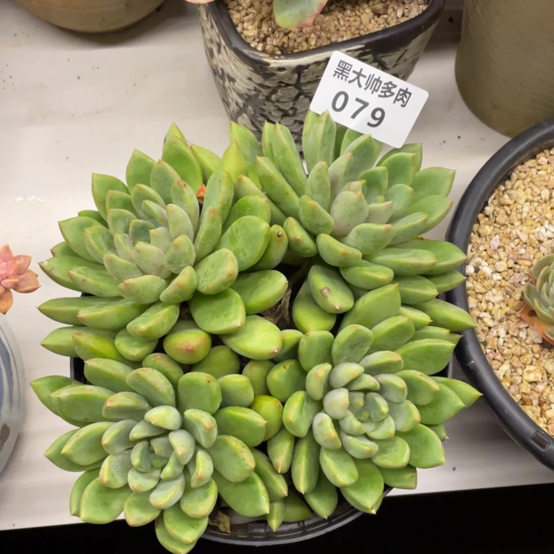 黑大帅多肉79象牙