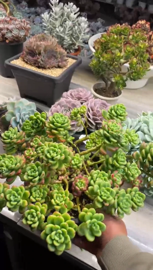 【闪购商品】203香格里拉