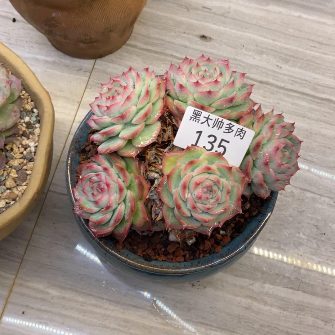 打****觉黑大帅多肉135侧影