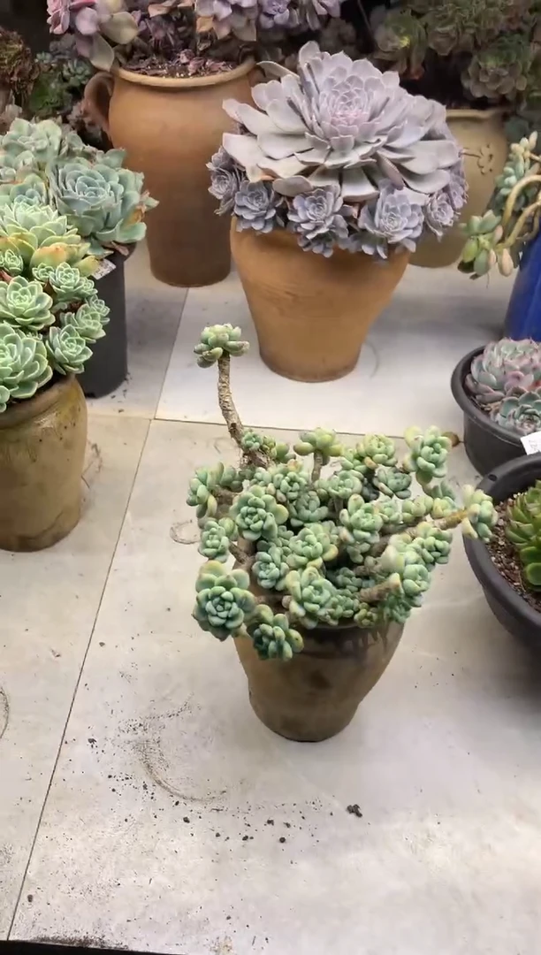 【闪购商品】114劳尔