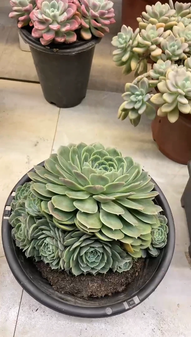 【闪购商品】150昂丝诺