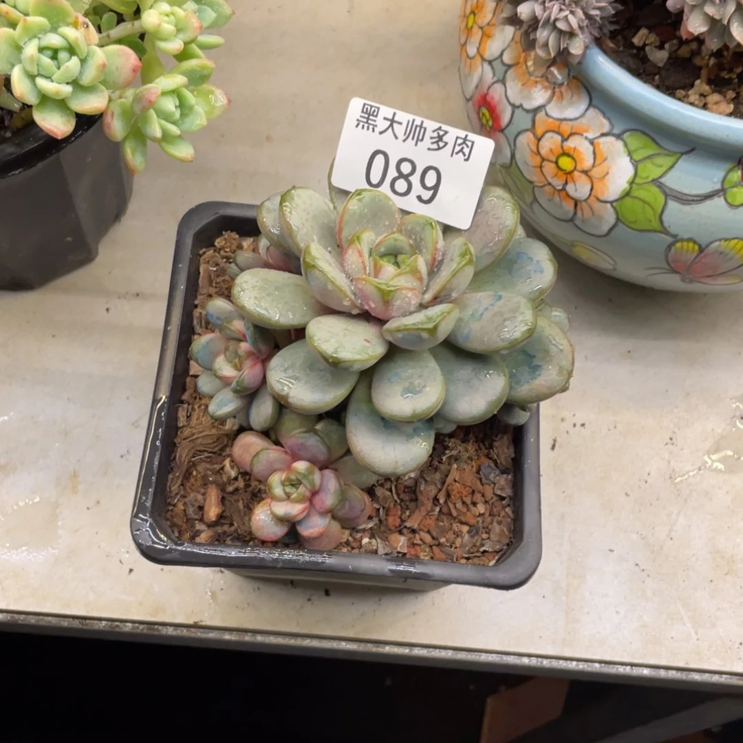 潇***常黑大帅多肉89葡萄