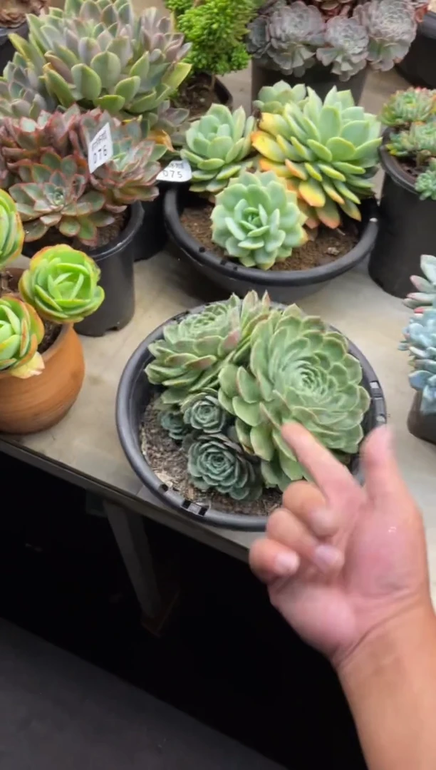 【闪购商品】85昂丝诺