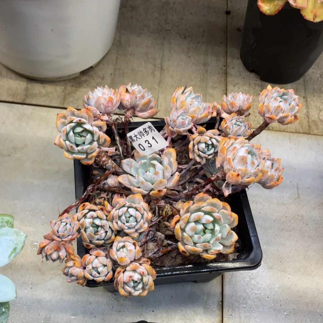 8*7黑大帅多肉31梦之雪不包损