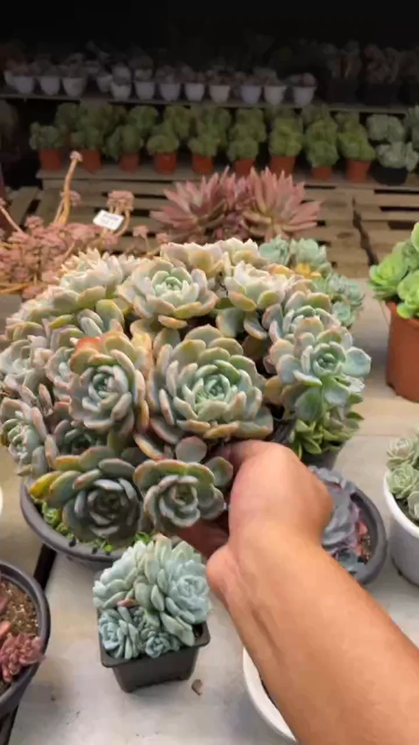 【闪购商品】39千山学