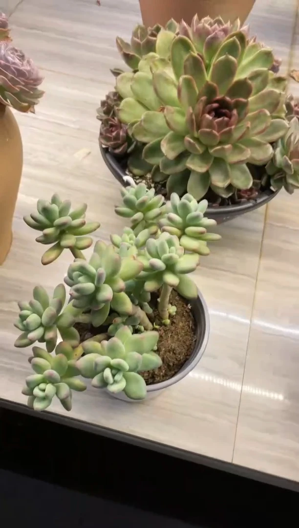 【闪购商品】73苹果奶