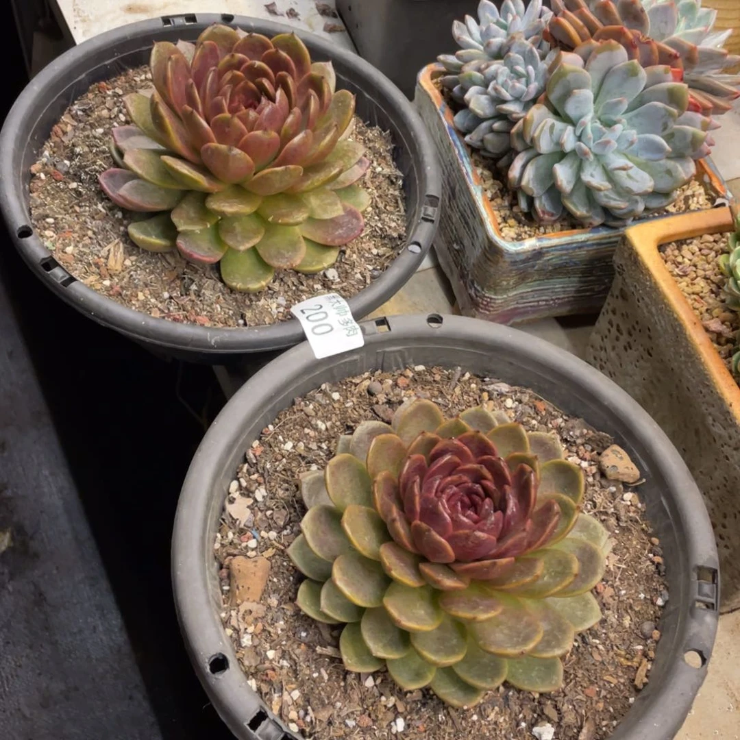 吴****)黑大帅多肉200水晶两颗送