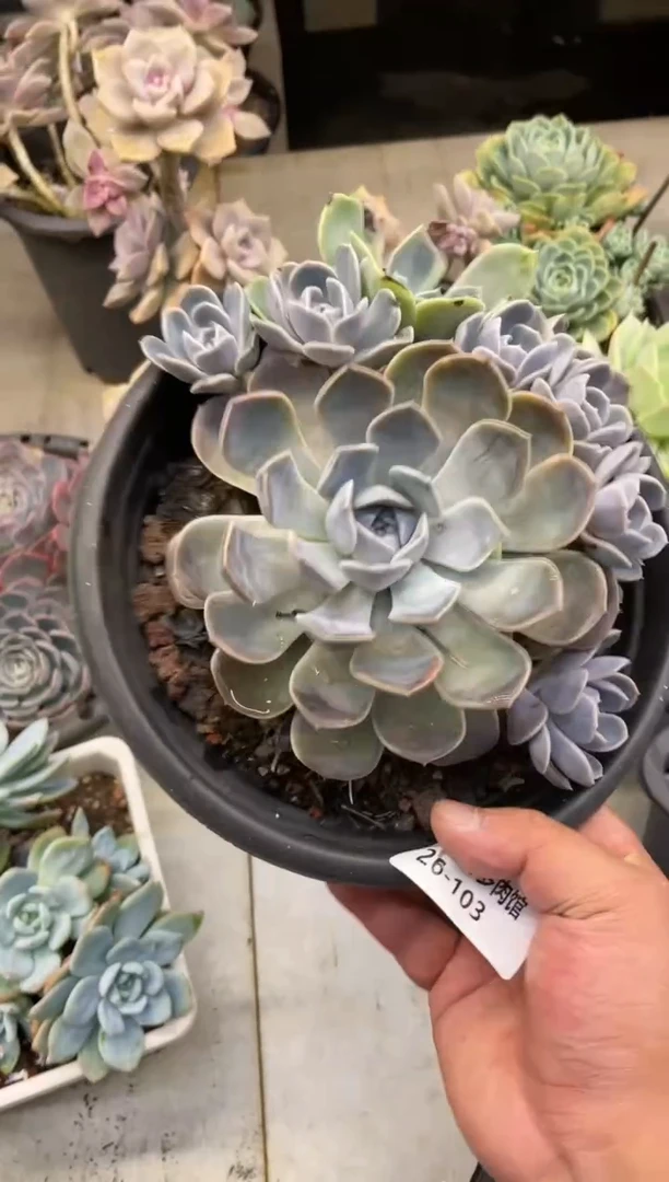 【闪购商品】103汉堡