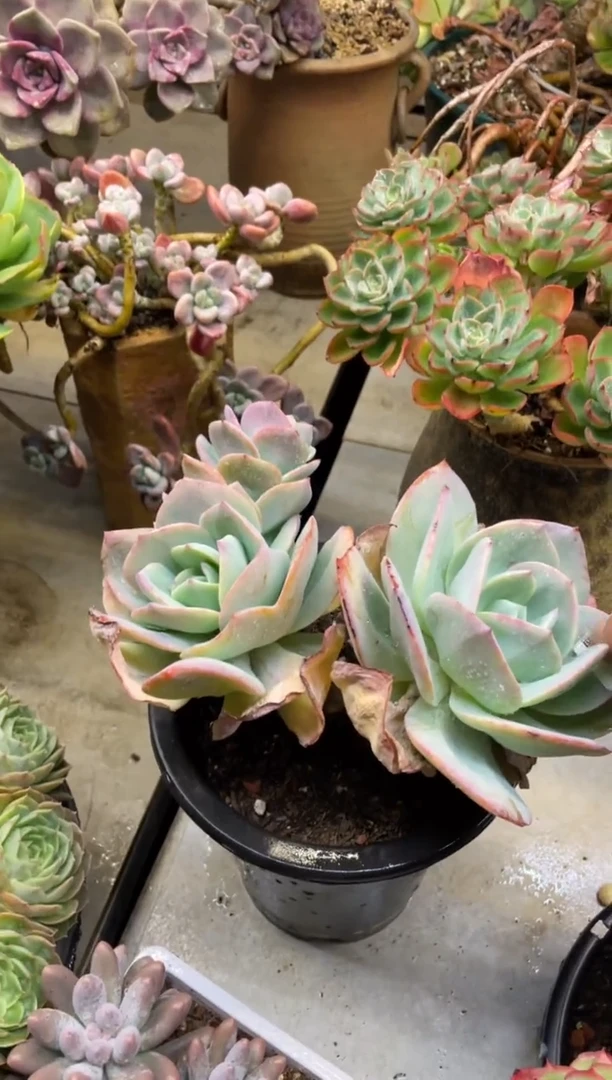 【闪购商品】172白凤