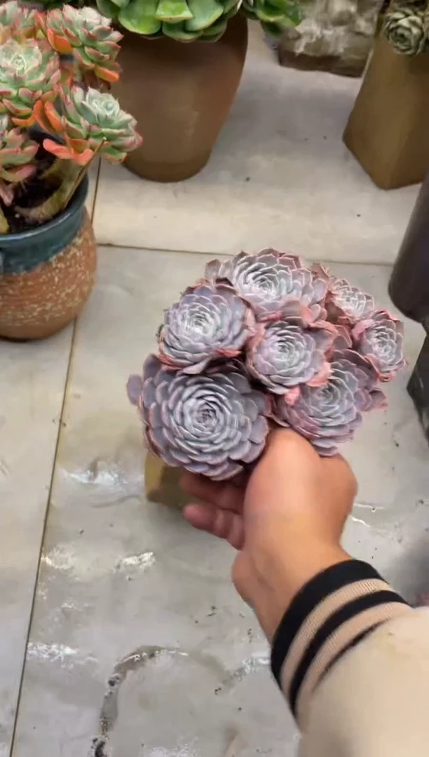 【闪购商品】128天赐