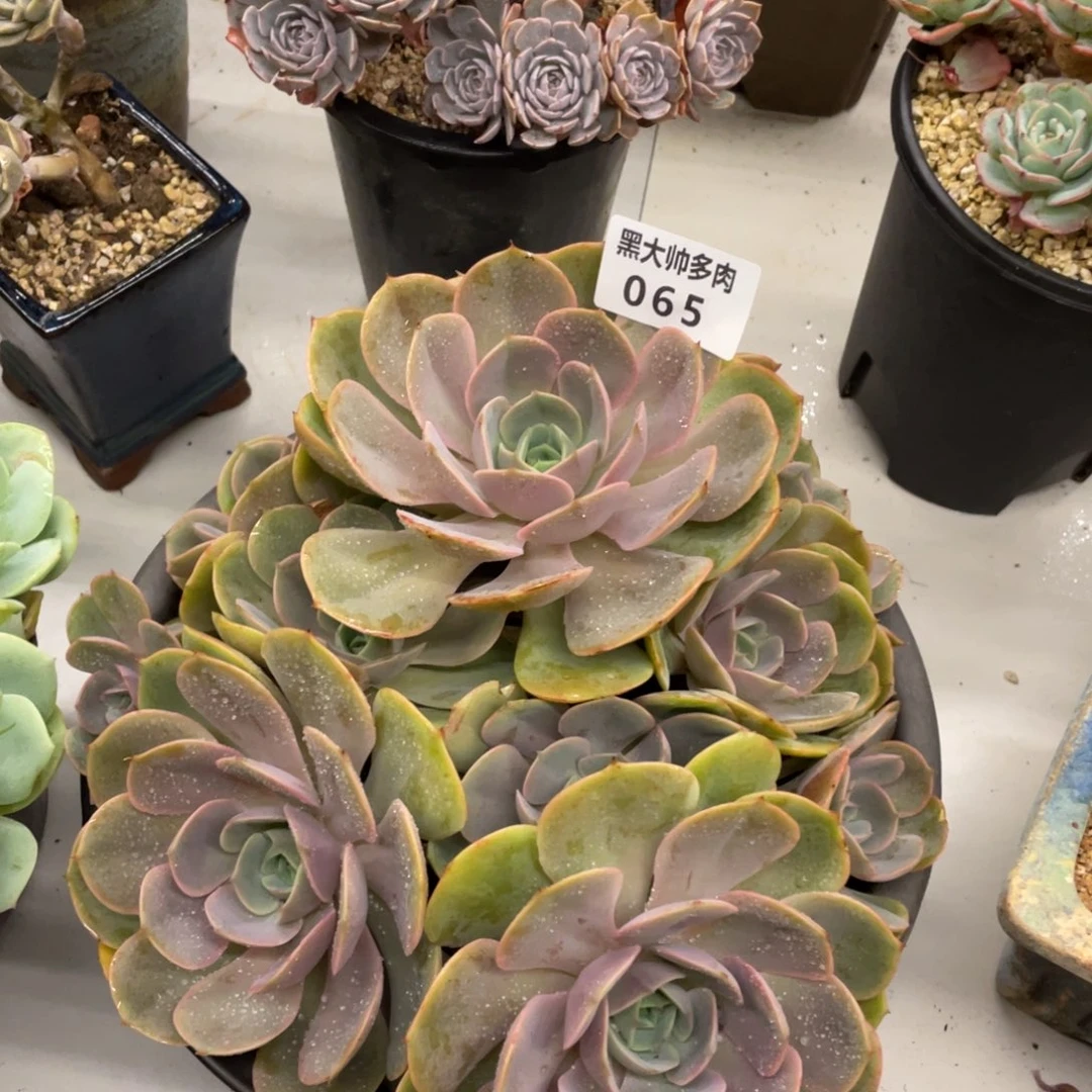 黑大帅多肉65蓝色苍鹭