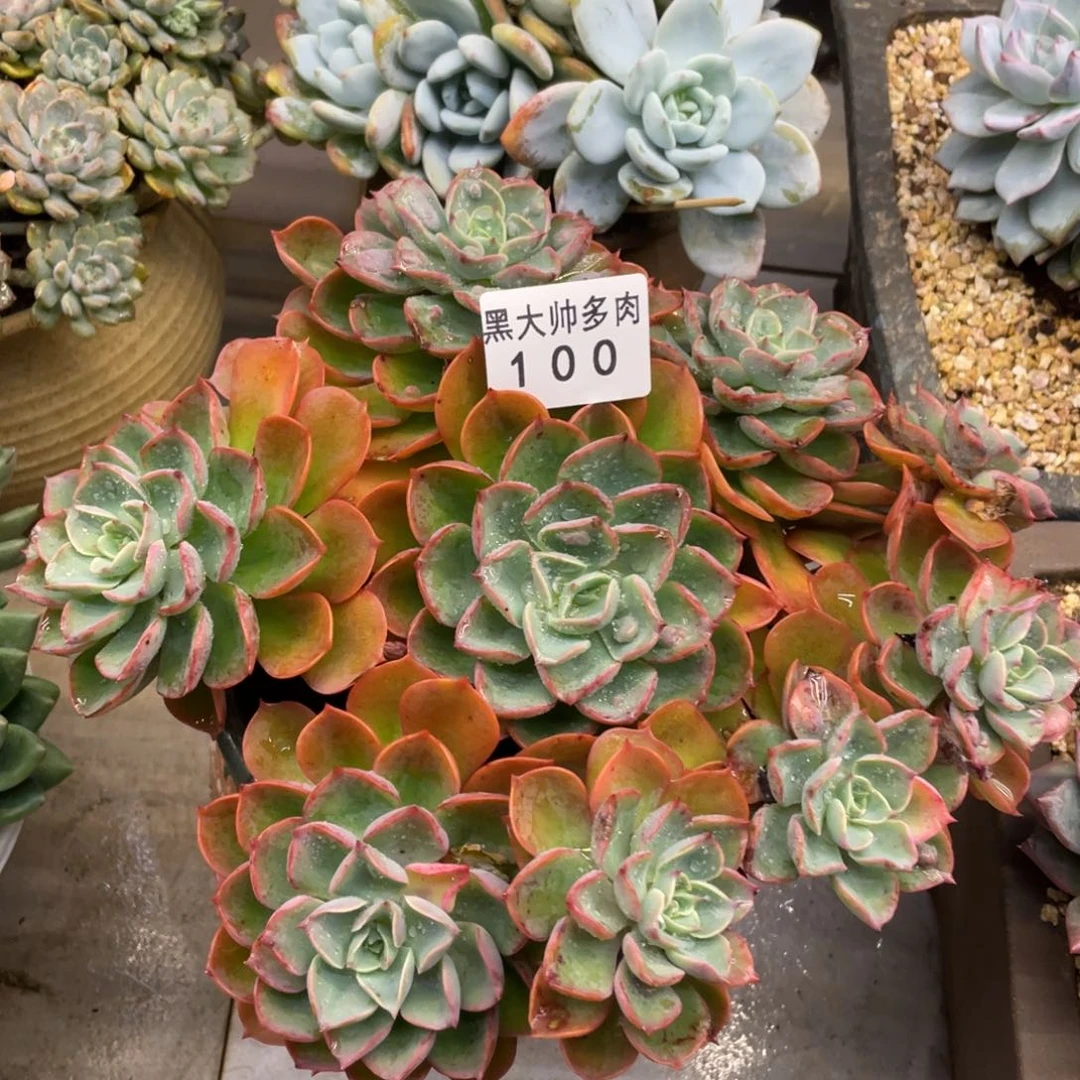 余***己黑大帅多肉100类无痕