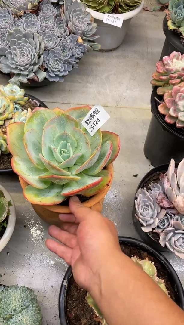 【闪购商品】124白风