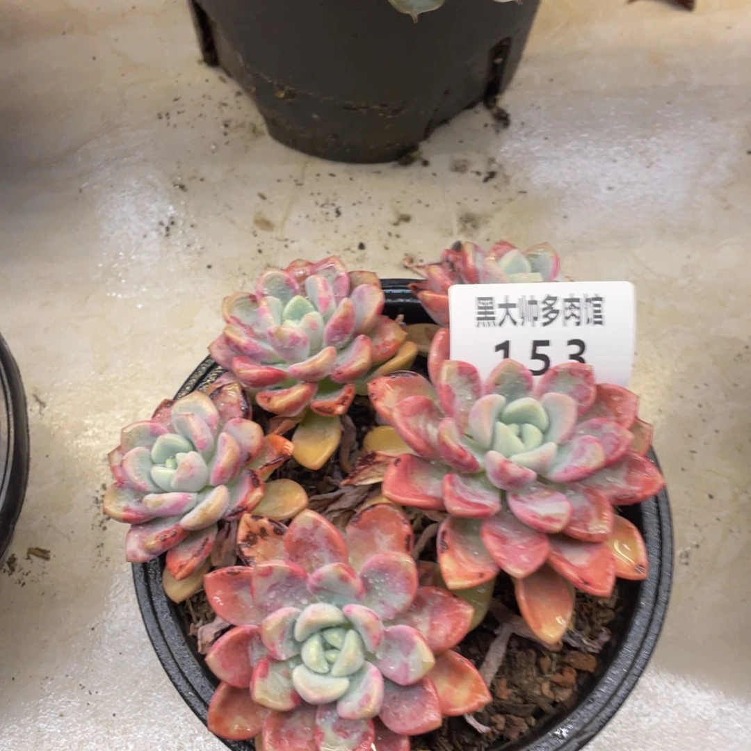 黑大帅多肉153花瓣路