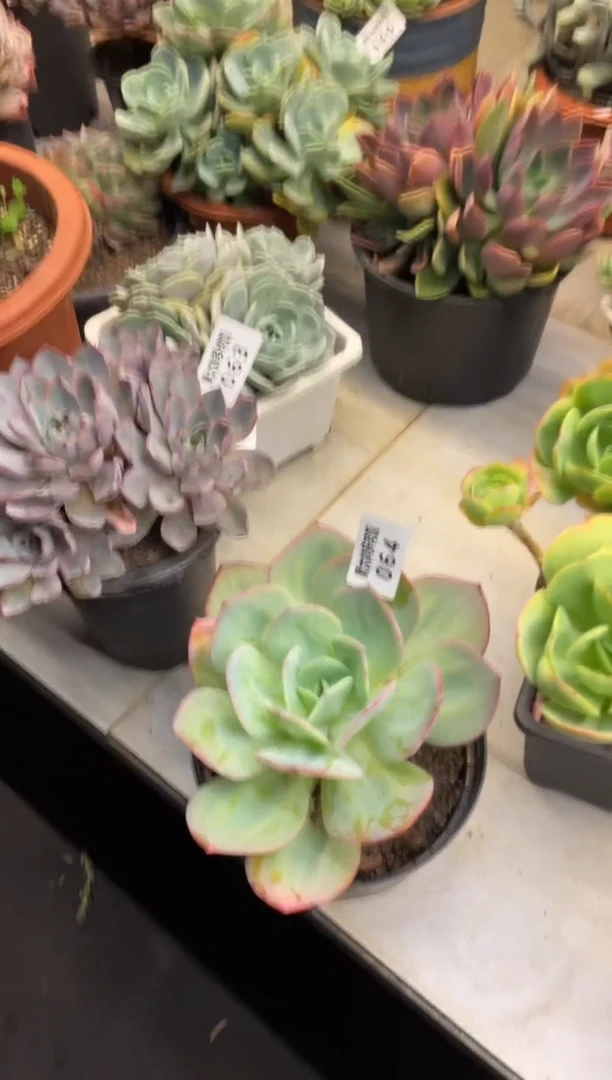 【闪购商品】64血凤