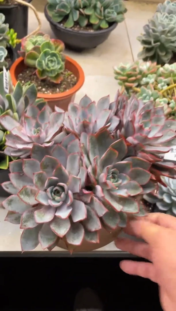 【闪购商品】142赫拉