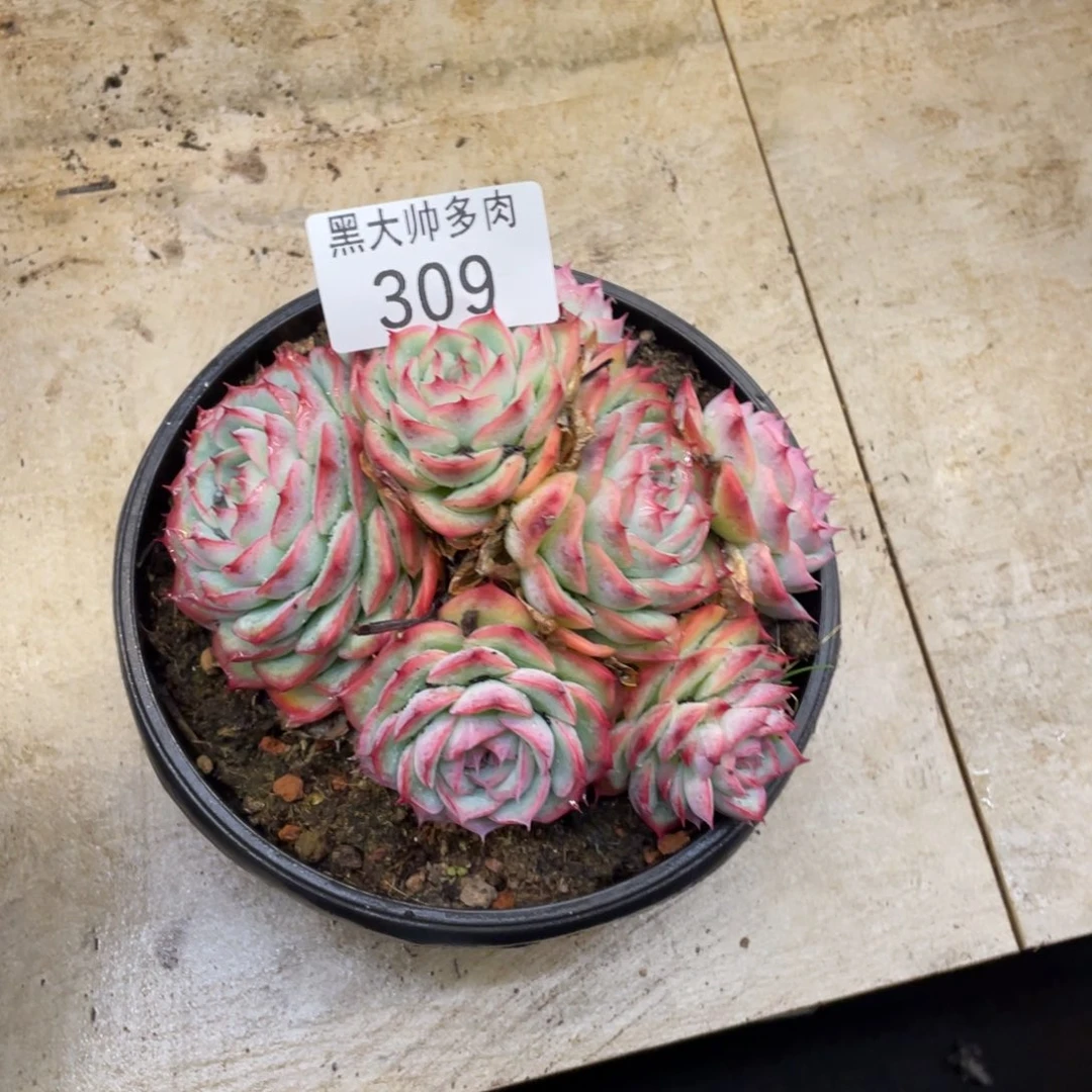 ?**?黑大帅多肉309侧影