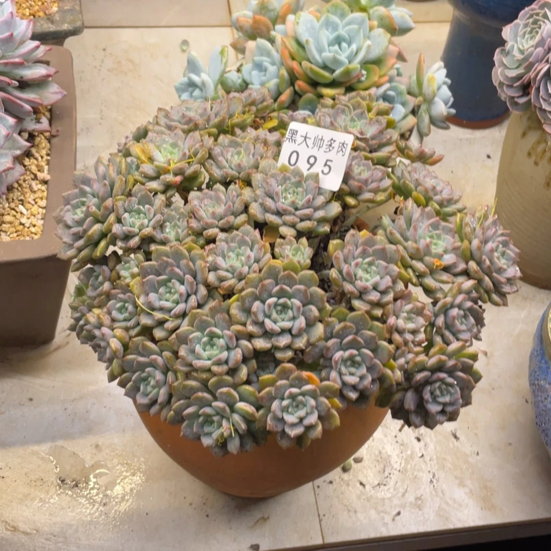 映*黑大帅多肉95粉布偶