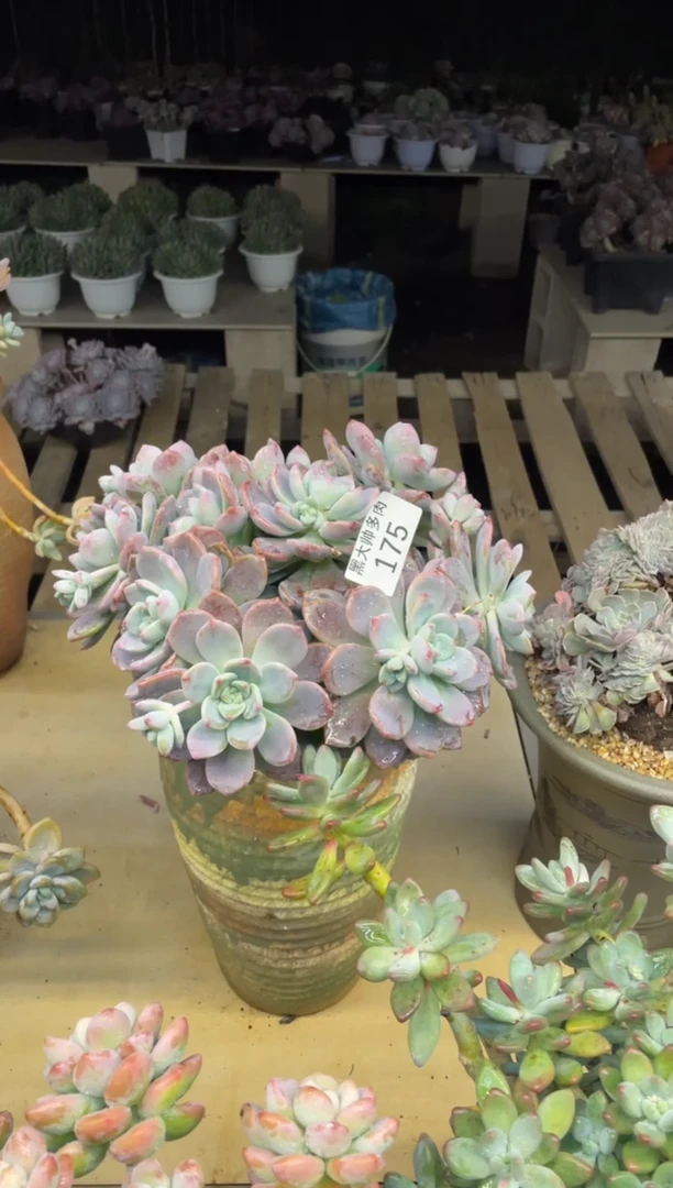 【闪购商品】175露凝香