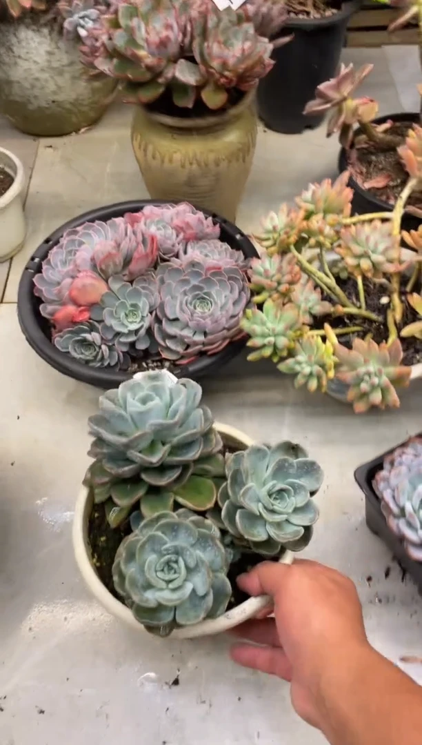 【闪购商品】120美尻