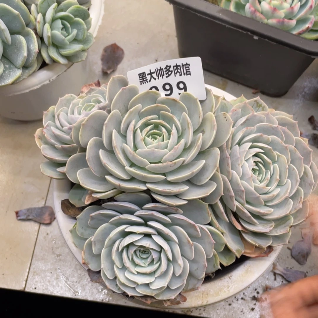 黑大帅多肉99天赐